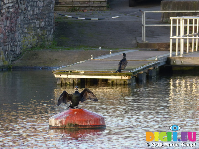 FZ011535 Cormorant (Phalacrocorax Carbo) drying their wing